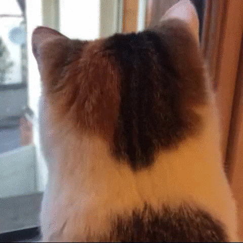 cat friend GIF