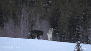 Snow Winter GIF by Nat Geo Wild