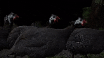 Thanksgiving Birds GIF by JC Property Professionals