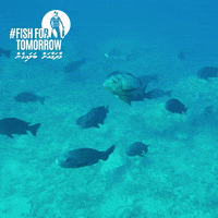 Snappers GIF by Blue Marine Foundation