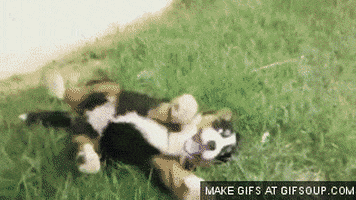 video puppies GIF