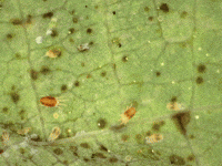 Integrated Pest Management Garden GIF by Ansel Oommen