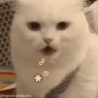 Angry Cat GIF
