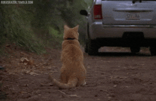 sad tail GIF