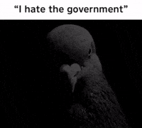 Pigeon Meme GIF