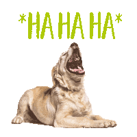 koellezoo meme dog laughing lachen Sticker
