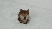 funny dog GIF