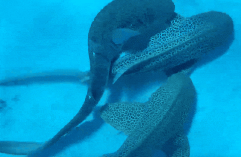 bca0d780d8d84485a36f002148d71e0b giphyupload GIF