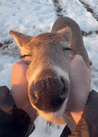 Deer Pet Me GIF