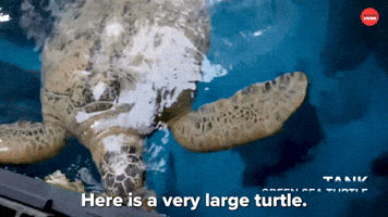 Large Turtle