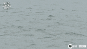 bbc one fish GIF by BBC