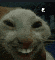 Cat Meme GIF