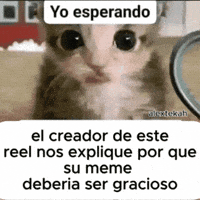 Surprised Cat Yo Esperando GIF
