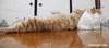 pillow resting GIF