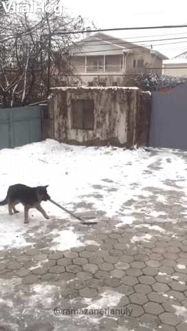 Dog Helps Shovel Snow GIF by ViralHog