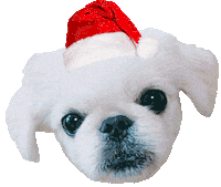 Dog 강아지 Sticker