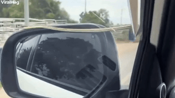 Snake Hitches a Ride on Car
