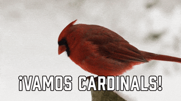 ยกVamos Cardinals!