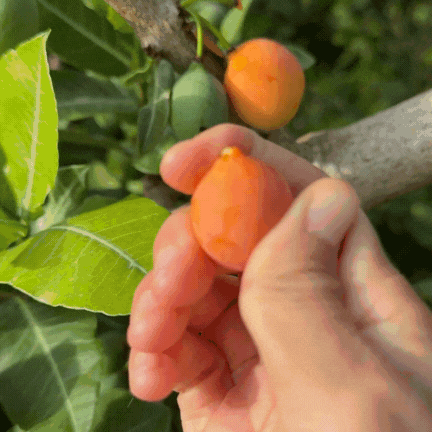 Freshfruit Tropicalfruit GIF by Miami Fruit