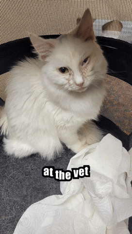 vladyslavt at the vet GIF