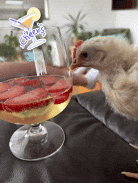Party Drinking GIF