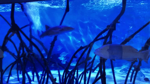 floridaaquarium giphygifmaker GIF