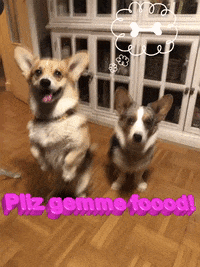 Corgi Doggies GIF by TNCParis
