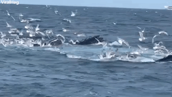 Humpback Whales Feeding 