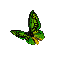 michaeldamnitz butterfly schmetterling michaeldamnitz damnitz Sticker