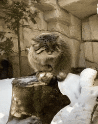 Pallas Cat GIF