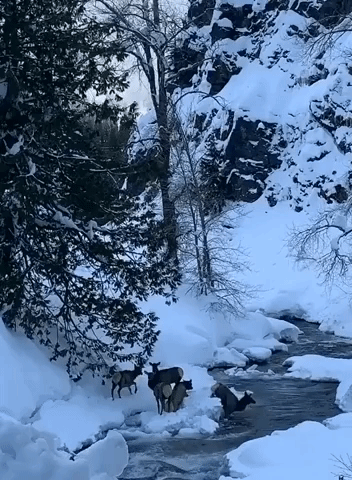 Elk Wade Through Deep Snow and Water After Winter Storm Hits Stevens Pass