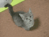 hungry feed me GIF