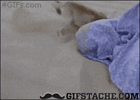 dog hole GIF