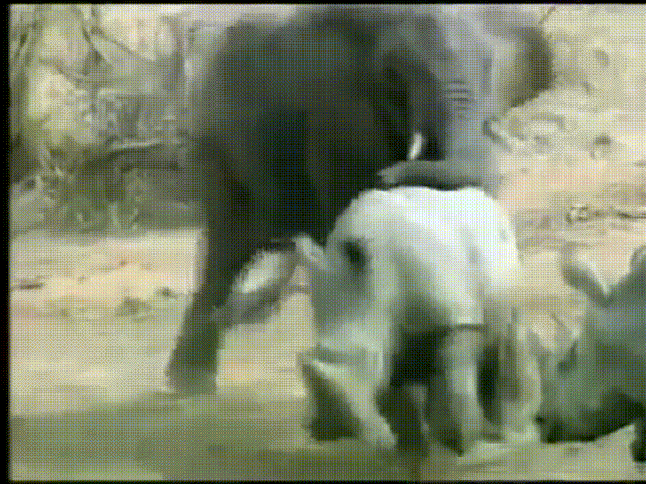 elephant rhinoceros GIF