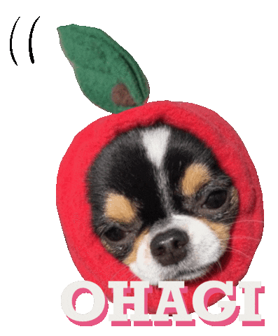 Dog Chihuahua Sticker