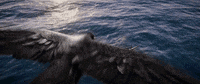 Flight Flying GIF by Assassin's Creed