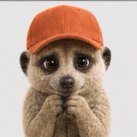 suri-cz what shy stud meerkat GIF