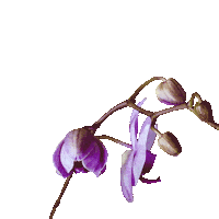 Flower Sticker by Ted Baker