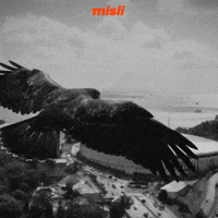 Galatasaray Tammyabraham GIF by Misli