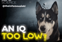 Husky GIF by Loki