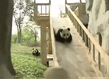 Panda Slide GIF