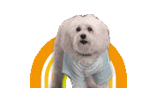 Dog Goldbergsabc Sticker by ABC Network