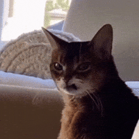Angry Cat Disgusted Face GIF