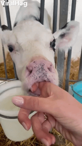 Funny Animals Cows GIF by ViralHog