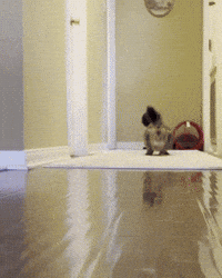 Gremlin The Cat GIF