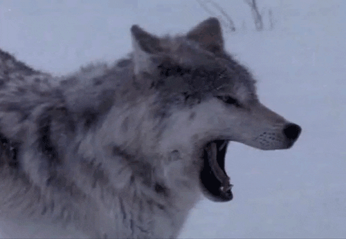snow yawn GIF