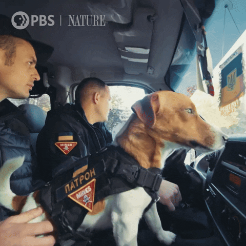 Dog GIF by Nature on PBS