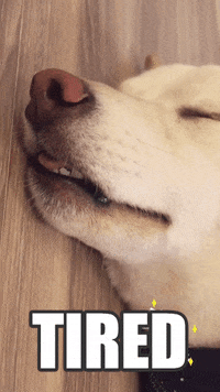 Dog Love GIF by Pamily
