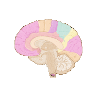 revmed valentine valentines day candy brain Sticker