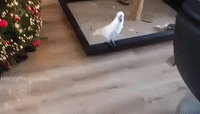 Obedient Cockatoo Follows Her Owner Around the House